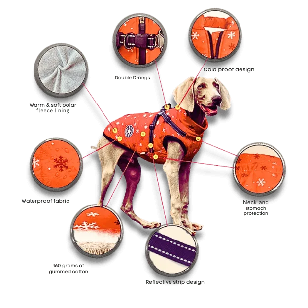 Dog wearing an orange coat with features highlighted on a white background