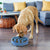 A Yellow Labrador Retriever eating kibble from a blue slow feeder bowl on a wooden floor in a modern living room.