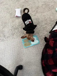 A small Chihuahua dog wearing a black sweater that says I Love My Mom eating food from a blue Zonopy lick mat on a carpeted floor.
