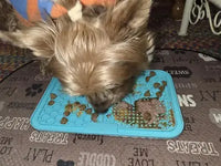 Close-up of a Yorkshire Terrier dog licking peanut butter and wet food off a blue textured silicone slow feeder lick mat.